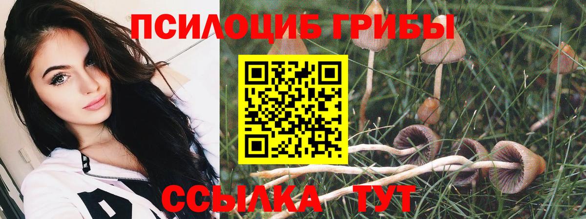 где купить наркоту  Галлюциногенные грибы MAGIC MUSHROOMS  Вход с VPN  Егорьевск  Галлюциногенные грибы Psilocybine cubensis 